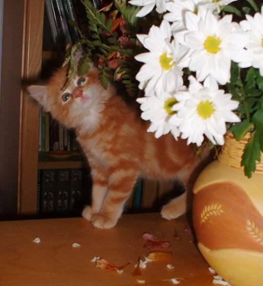 A la découverte des fleurs... -