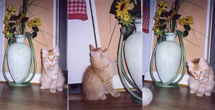 Scherkan 3 mois - (3 mois)