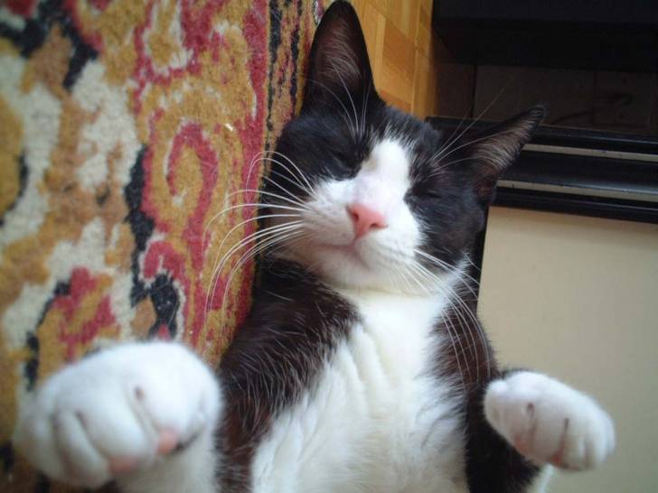 mon chat SCOTCH -