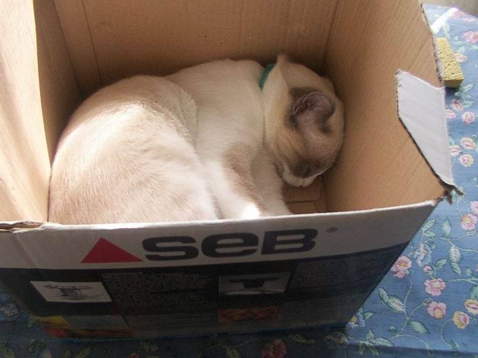imhotep dans le carton -