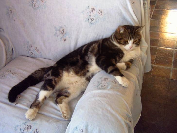 Toutou lynx qui se repose ! -