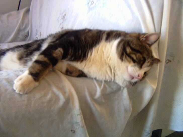 Toutou lynx regarde taz ! -