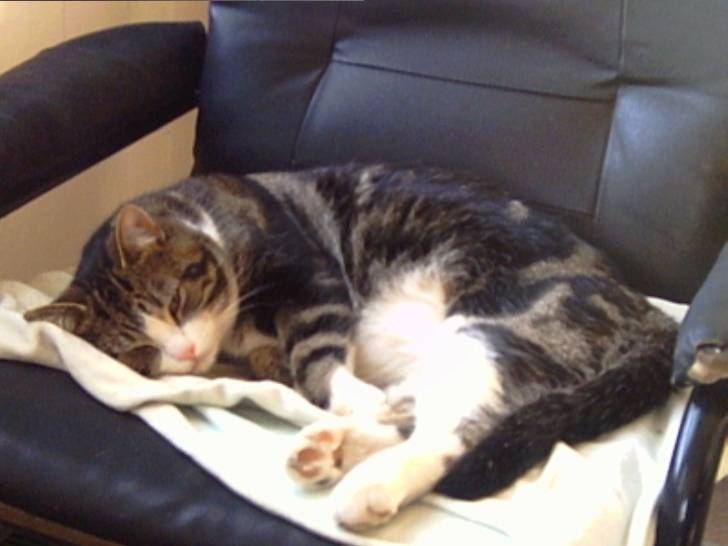 Toutou lynx fait semblant de dormir ! -