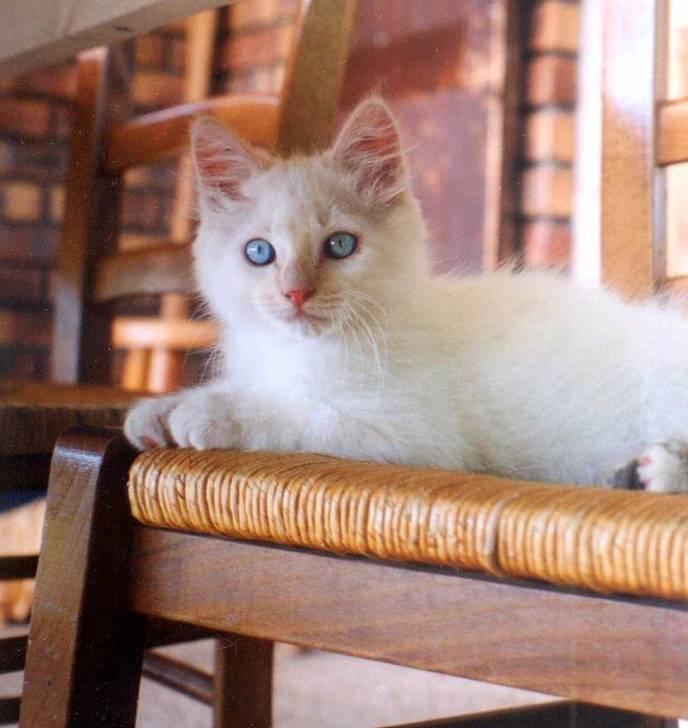 CHOUPI -