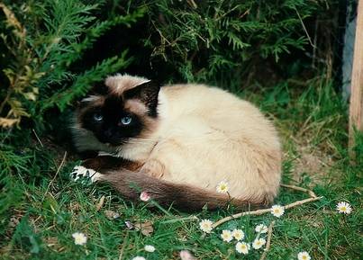 MOUMOUSSE -