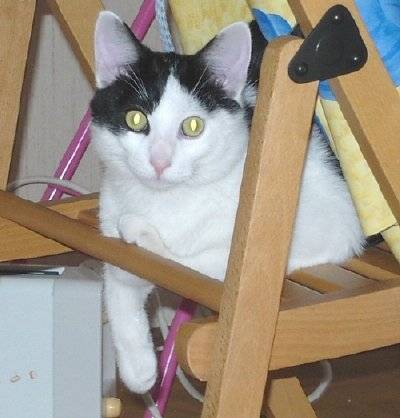 Spike -