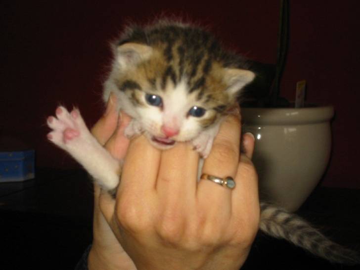Marango tout petit ! -