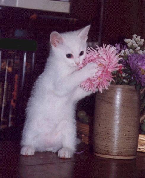 Moumousse -