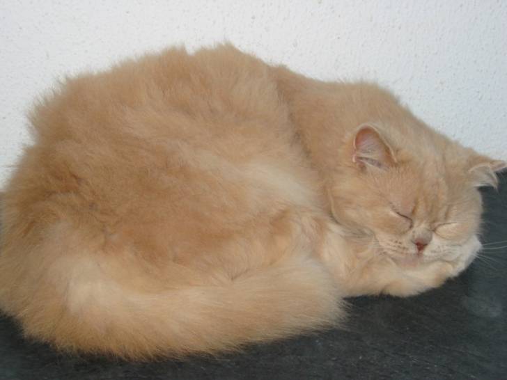 Nela qui dort -