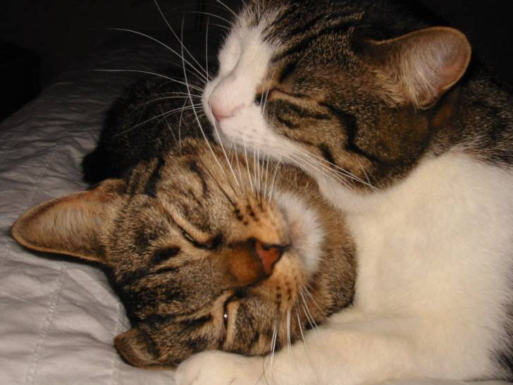 Calin -