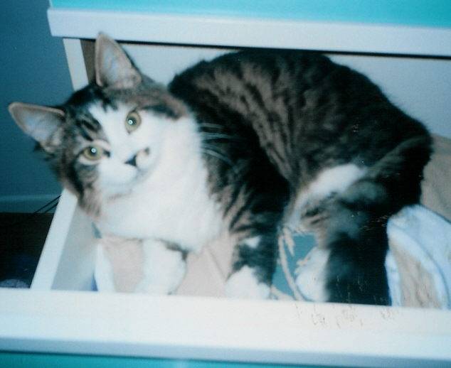 chat dans le linge -
