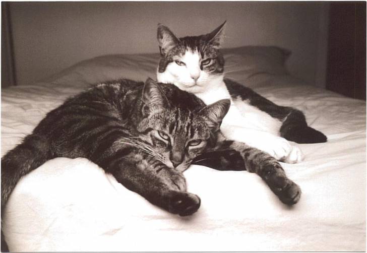 The bad cats -