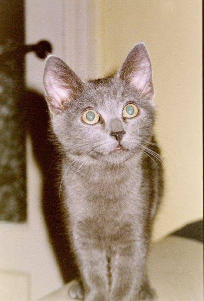 Néo (frere de Twix) -