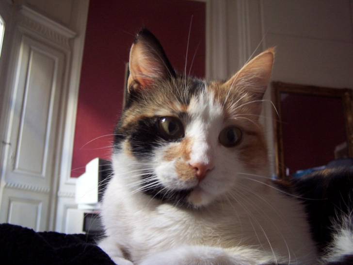 Lola -