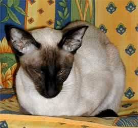 Siamoise seal point -