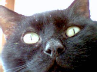 simba ce chat cool -