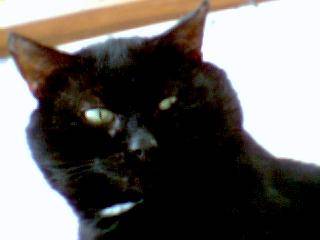 encore cet panthere noire simba -