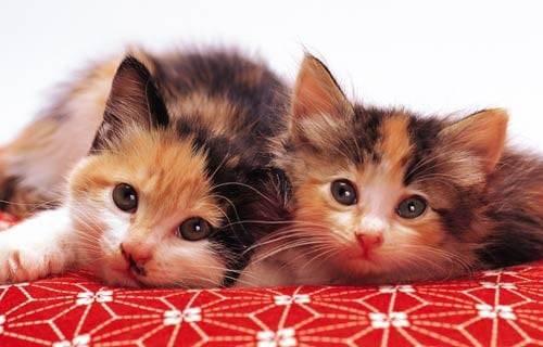 chat dormeur -