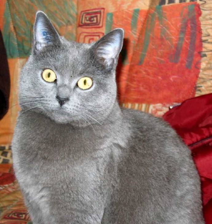 sissou -