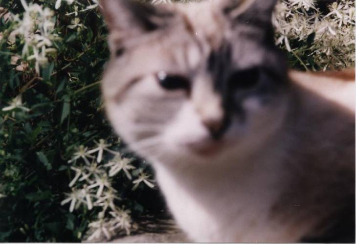 minette -