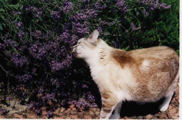 minette: que ca sent bon... -