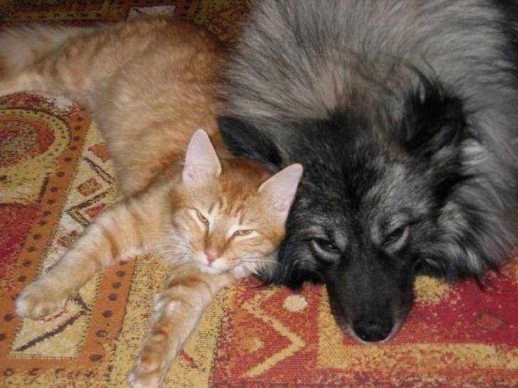 Le repos des gueriers... -