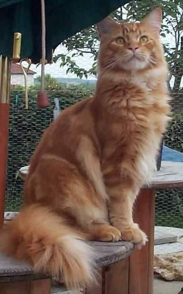 Thor mâle Maine-Coon -