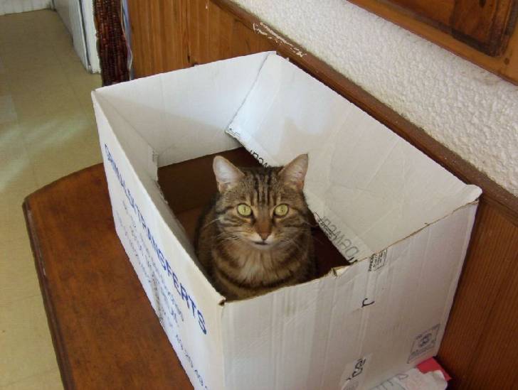 lili -