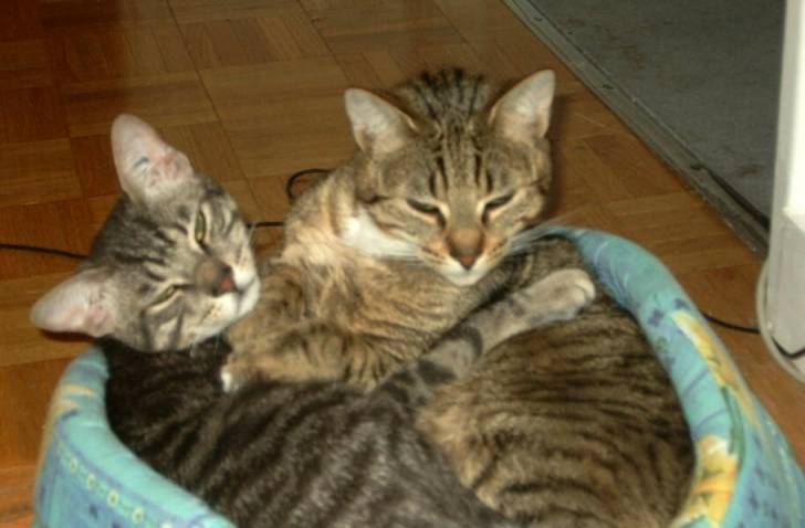 Mima et Mussum -