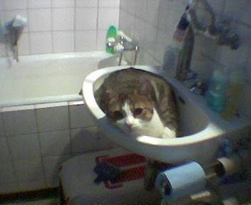 C'est cool le lavabo -