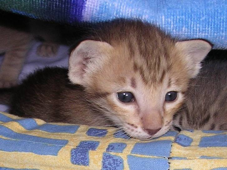 ma petite tigresse -