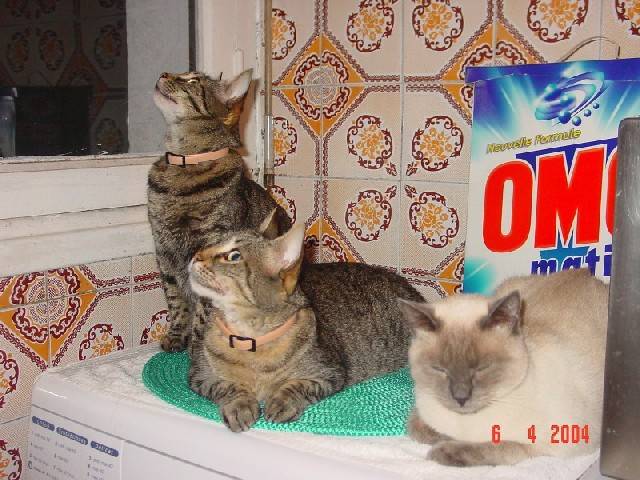Trois p'tits chats pour laver le linge... -