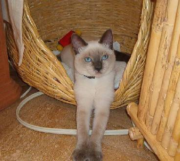 Iset la Belle -