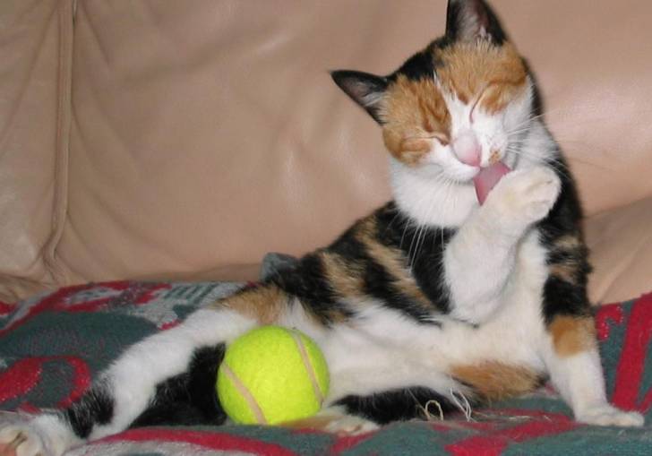 Bulle -
