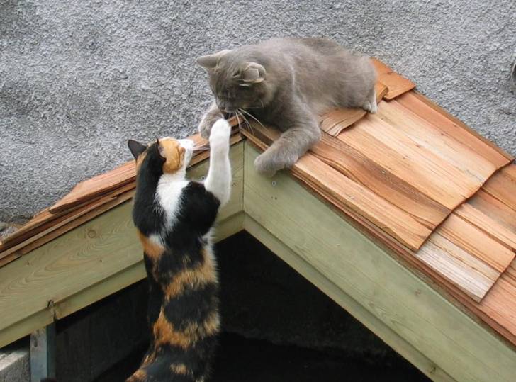 Nuka et Bulle -