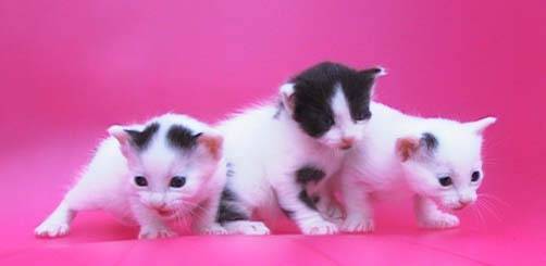 Bobtail Japonais -