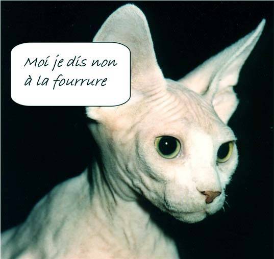 Sphynx -