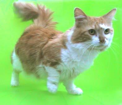 Munchkin longhair -