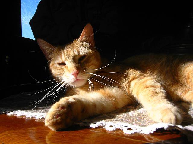 Horace -