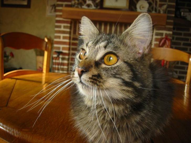 Oliver -