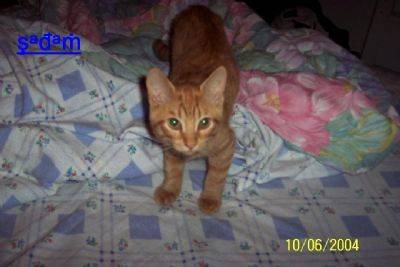 mon petit chat sadam a 4 mois - (4 mois)