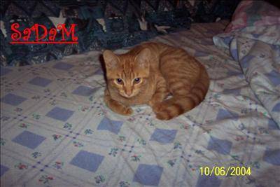 mon petit chat sadam a 4 mois - (4 mois)