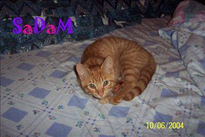 sadam a 4 mois - (4 mois)