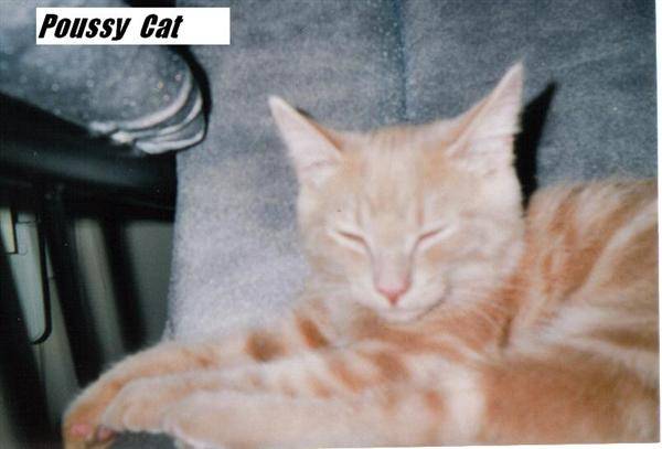 Possy Cat y dort -