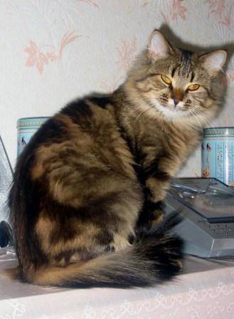 Molly -