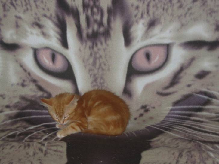 freddy -