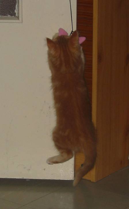 saut de l'ange de freddy -