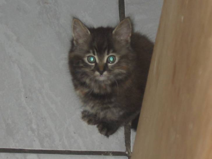 Chipie -