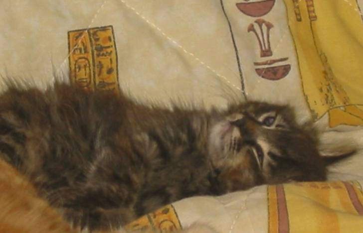 Chipie -