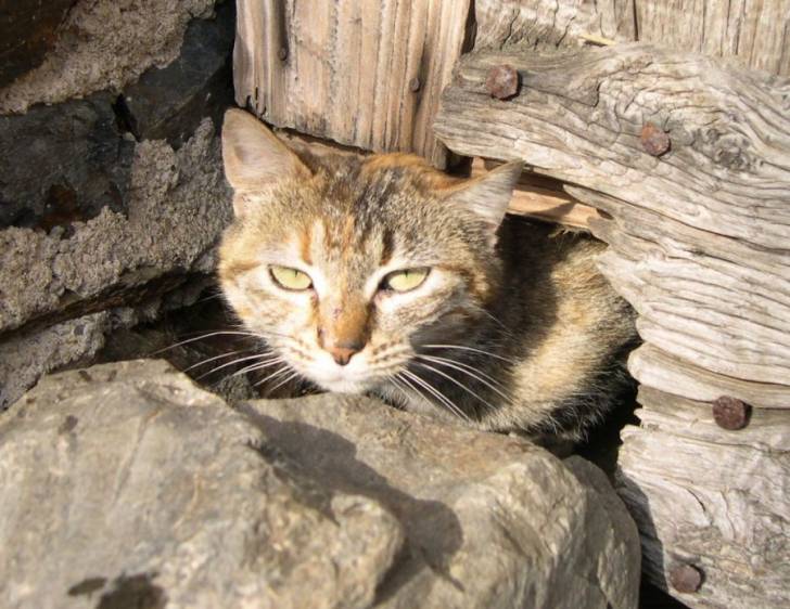 Meow ! -